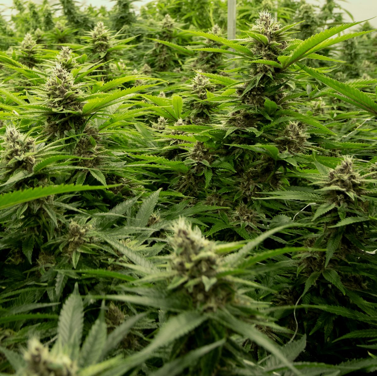 Cannabis plants in bloom