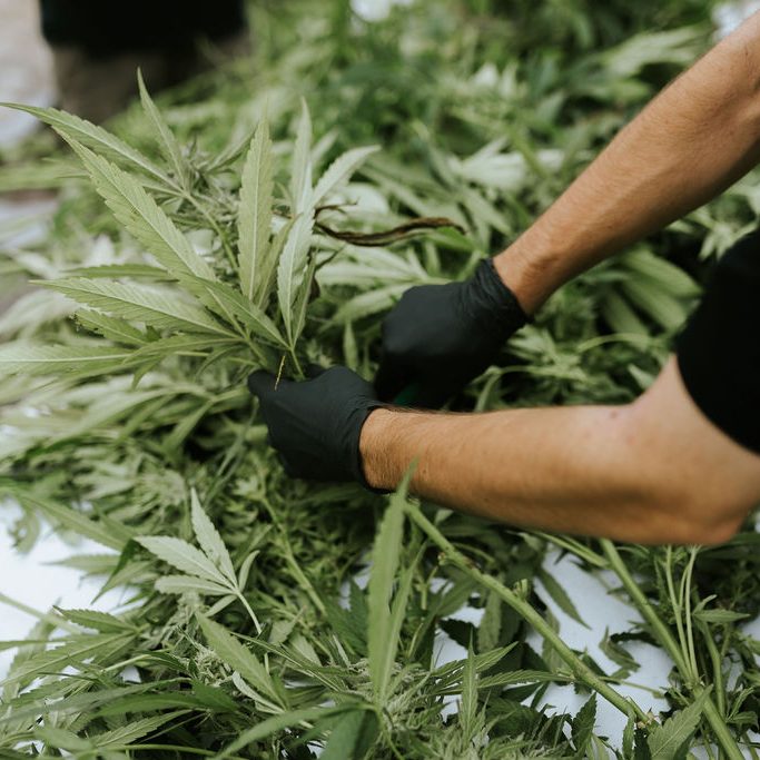 Noblecraft cannabis production